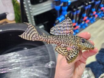 L 236 Super Yellow - dospelé - 2