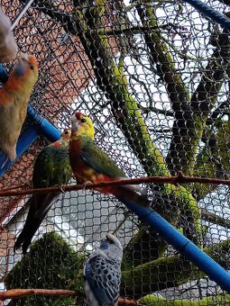 Rozela penant červená Straka - 2