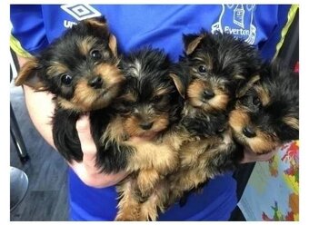 Jorkširsky teriér yorkširsky teriér York - 2