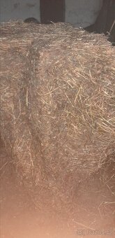 Senáž jetele balíky - 2