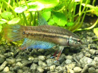 Betta Imbellis red Tail - 2