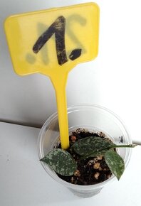 Hoya, voskovka více druhů - 2