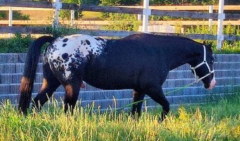 Roční hřebeček QH x Appaloosa - 2
