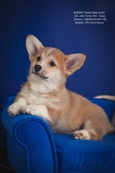 Welsh Corgi pembroke - 2