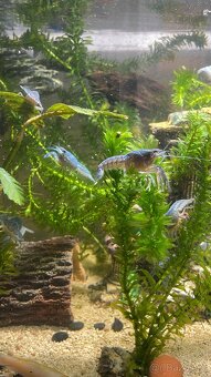 Rak Floridský - Procambarus alleni - 2