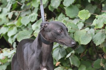 whippet - 2
