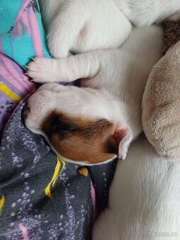 Jack Russell Teriér - štěňátka - 2