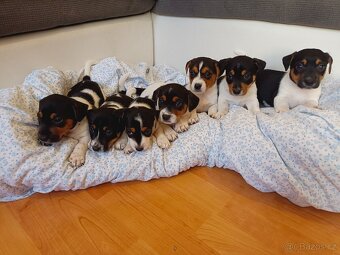 Jack Russell - 2