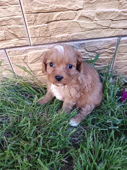 Cavapoo,cavapo - 2