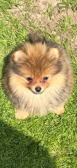 Pomeranian s PP - 2