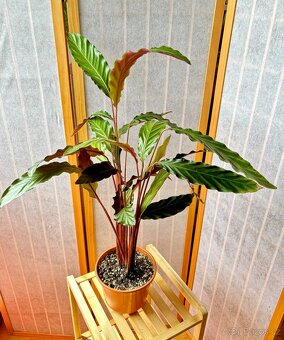 Kalatea, Calathea sametová N2 - 2