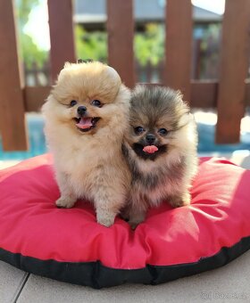 Pomeranian s PP - 2