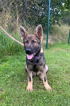 Německý ovčák - 2