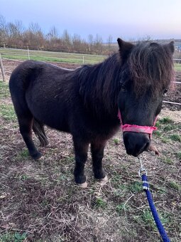Prodám pony valacha - 2