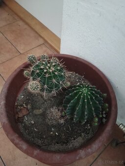Prodám kaktusy - 2