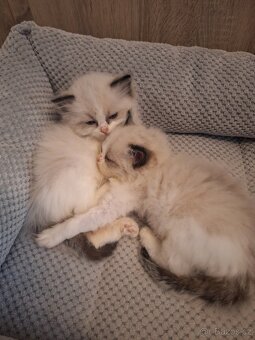 Koťátko Ragdoll s PP - 2