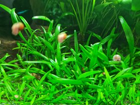 Akvarijní šneci - piskořky a okružáci všech barev - 2