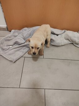 Labradorský retrívr - 2