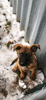 Belgický ovčák malinois - 2