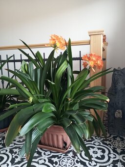 Vzrostlá klivie - 2