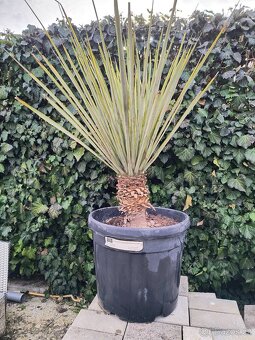 Yucca rigida - 2