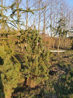 Borovice limba Pinus cembra 200 cm - 2