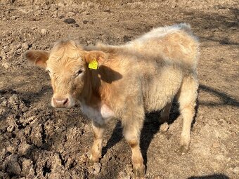 Prodám jalovicky - 2