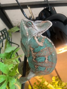 Chameleon Jemenský - 2