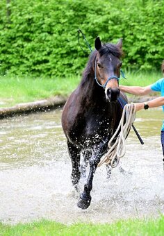 Pony klisna - 2