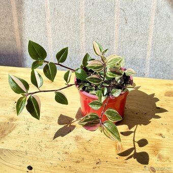 Voděnka, Tradescantia "Quadricola", baby - 2