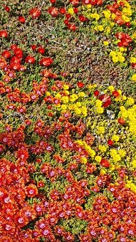 Delosperma - žlutá - 2