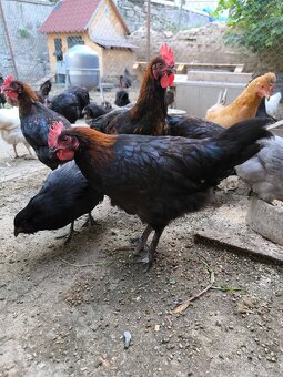 Kohoutci marans - 2