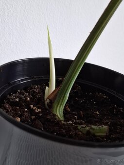 Monstera albo variegata - 2
