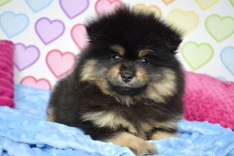 Pomeranian s PP - 2