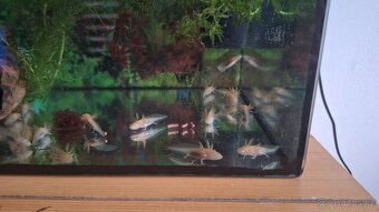Axolotl - 2