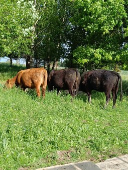 Jalovice Aberdeen Angus - 2