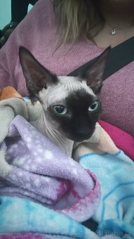 Sphynx - 2