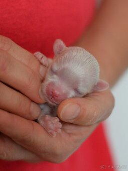 Maltézský psík - štěňátka s PP - 2