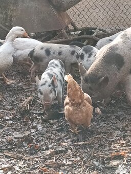 Gottingenská mini-prasátka - 2