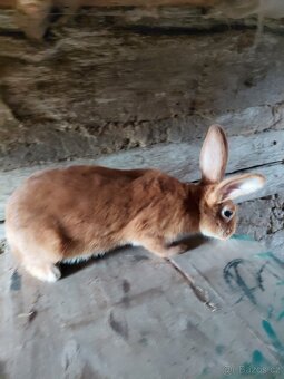 Burgunský králík s PP - 2