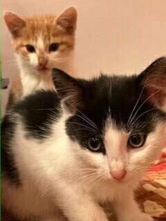 Pat a Mat - koťátka čekající na domov v útulku - 2