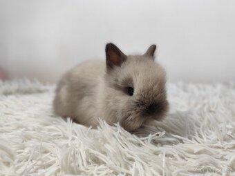 Zakrslý Teddy siamský s PP - 2