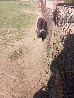 Kamerunský beran - 2