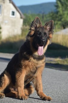 Německý ovčák s PP - 2