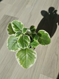 Raritni panasovany rymovnik plne zakoreneny - 2