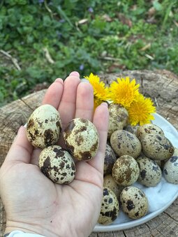 Domácí křepelčí vajíčka 🥚 - 2