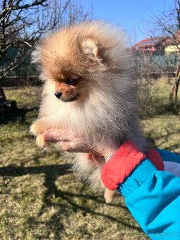 Pomeranian - 2