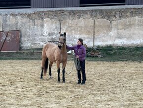 Quarter horse k prodeji - 2