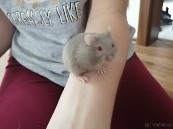 Křeček džungarský miminka - 2