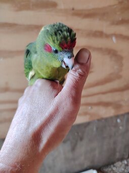 Kakariki mláďata - 2